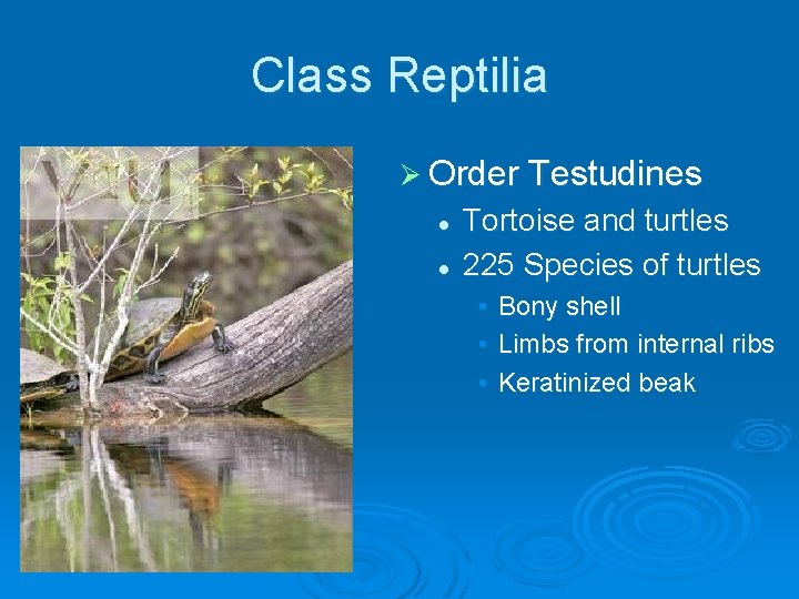 Class Reptilia Ø Order Testudines l l Tortoise and turtles 225 Species of turtles