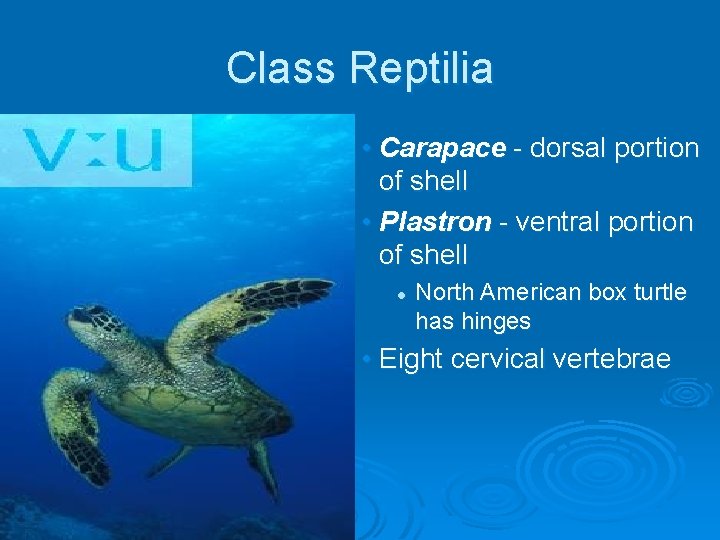 Class Reptilia • Carapace - dorsal portion of shell • Plastron - ventral portion