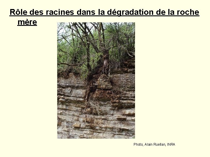 Rôle des racines dans la dégradation de la roche mère Photo, Alain Ruellan, INRA