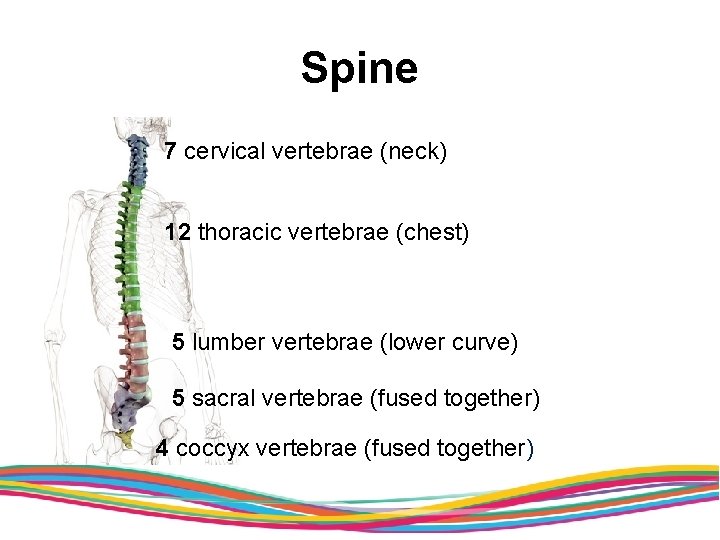 Spine 7 cervical vertebrae (neck) 12 thoracic vertebrae (chest) 5 lumber vertebrae (lower curve)