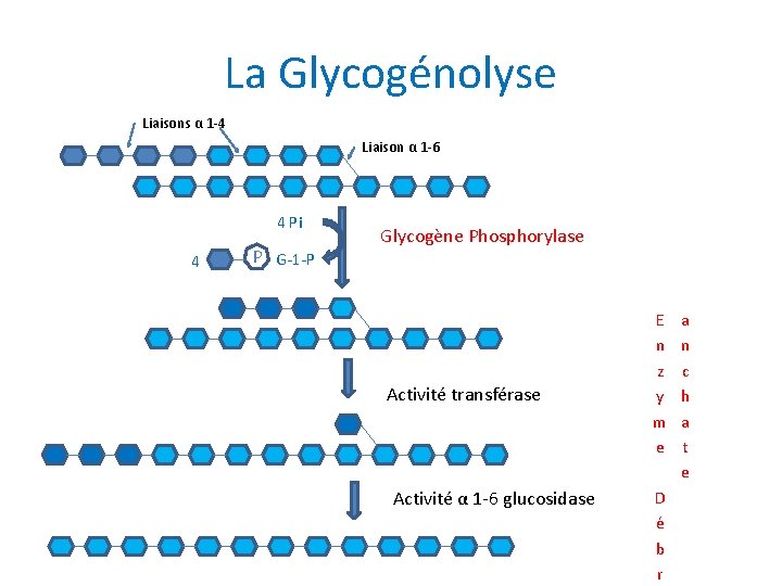 La Glycogénolyse Liaisons α 1 -4 Liaison α 1 -6 4 Pi 4 P