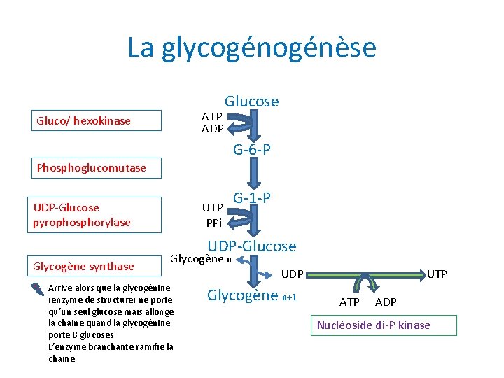 La glycogénèse ATP ADP Gluco/ hexokinase Glucose G-6 -P Phosphoglucomutase UDP-Glucose pyrophosphorylase UTP PPi