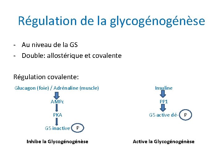 Régulation de la glycogénèse - Au niveau de la GS - Double: allostérique et