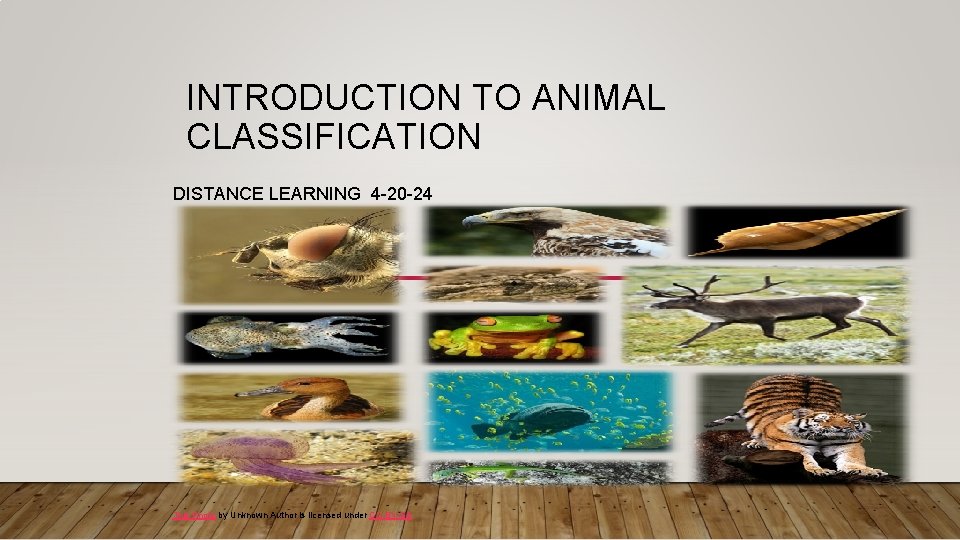 INTRODUCTION TO ANIMAL CLASSIFICATION DISTANCE LEARNING 4 -20 -24 This Photo by Unknown Author