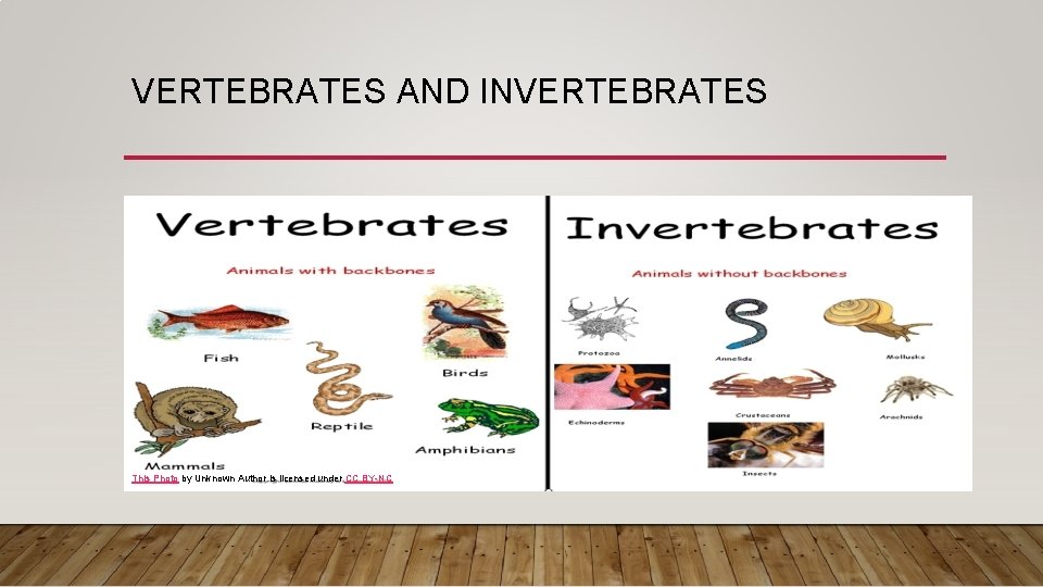 VERTEBRATES AND INVERTEBRATES This Photo by Unknown Author is licensed under CC BY-NC 