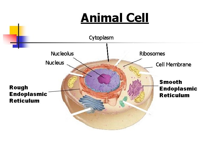 Figure 7 -5 Plant and Animal Cells Animal Cell Section 7 -2 Cytoplasm Nucleolus