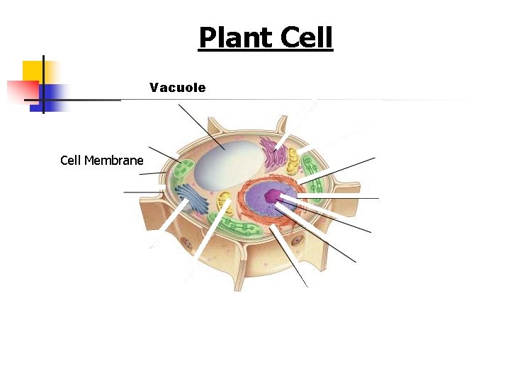 Figure 7 -5 Plant and Animal Cells Section 7 -2 Plant Cell Vacuole Cell