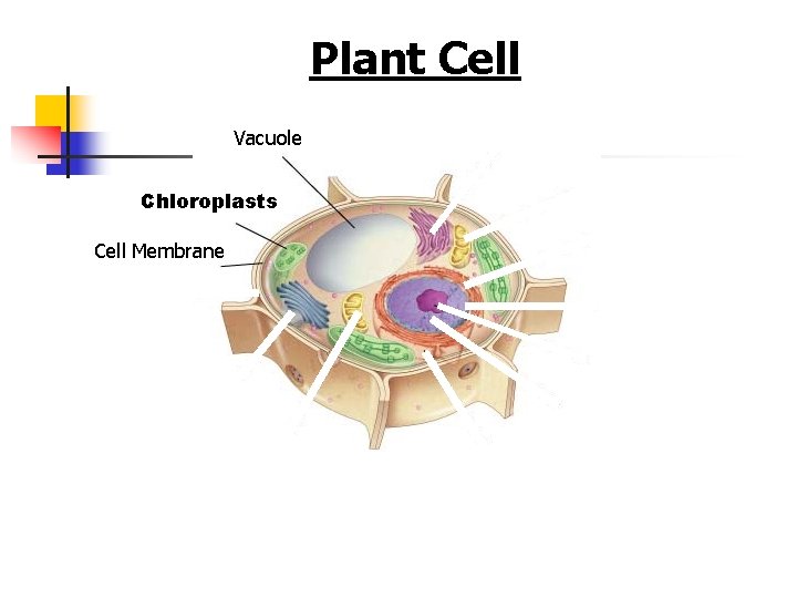 Figure 7 -5 Plant and Animal Cells Plant Cell Section 7 -2 Vacuole Chloroplasts