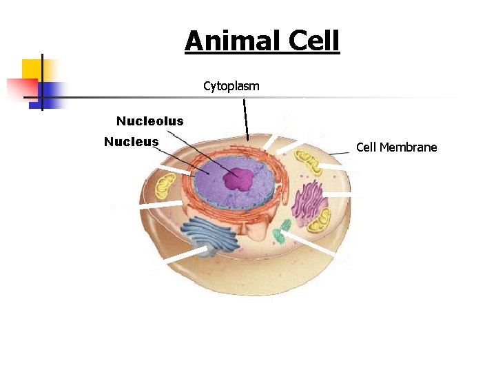 Figure 7 -5 Plant and Animal Cells Animal Cell Section 7 -2 Cytoplasm Nucleolus