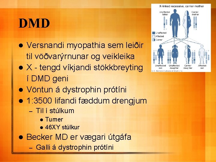 DMD Versnandi myopathia sem leiðir til vöðvarýrnunar og veikleika l X - tengd víkjandi