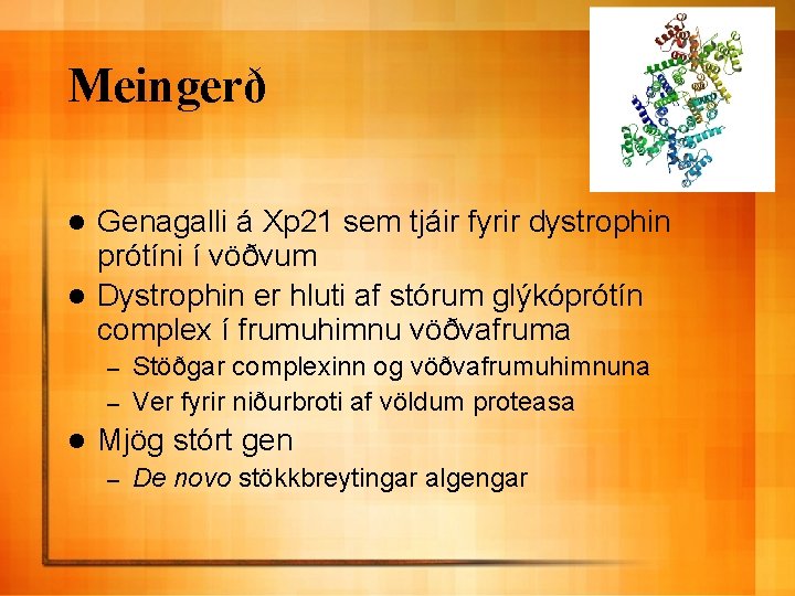 Meingerð Genagalli á Xp 21 sem tjáir fyrir dystrophin prótíni í vöðvum l Dystrophin