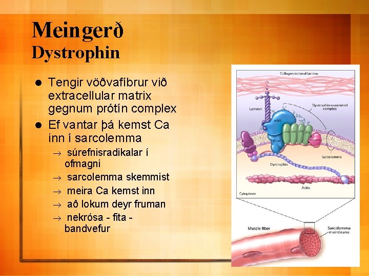 Meingerð Dystrophin Tengir vöðvafíbrur við extracellular matrix gegnum prótín complex l Ef vantar þá