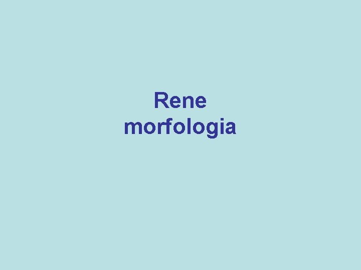 Rene morfologia 