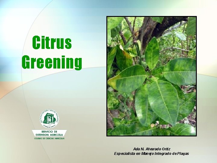 Citrus Greening Ada N. Alvarado Ortiz Especialista en Manejo Integrado de Plagas 