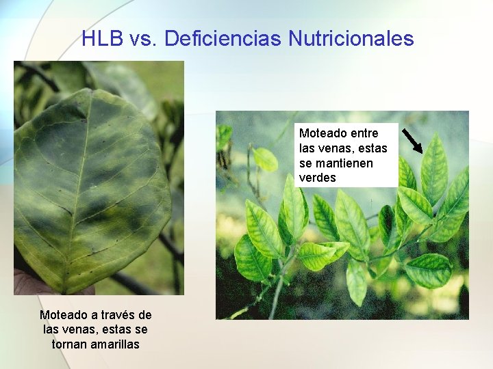 HLB vs. Deficiencias Nutricionales Moteado entre las venas, estas se mantienen verdes Moteado a