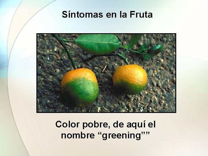 Síntomas en la Fruta Color pobre, de aquí el nombre “greening”” 