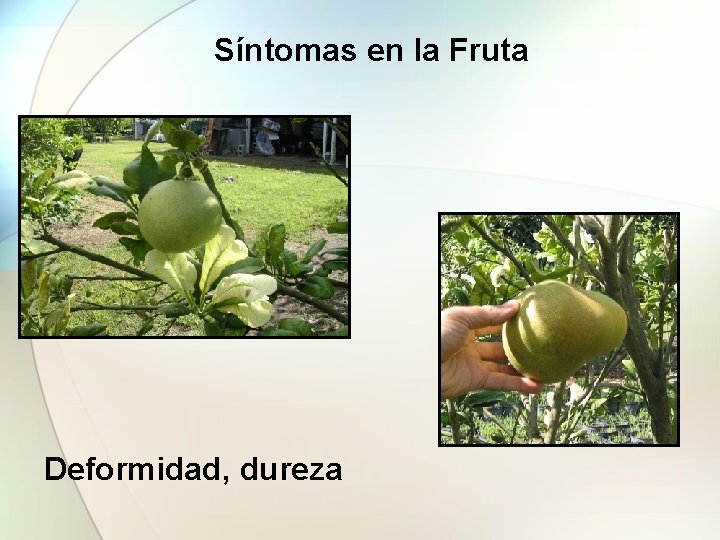 Síntomas en la Fruta Deformidad, dureza 