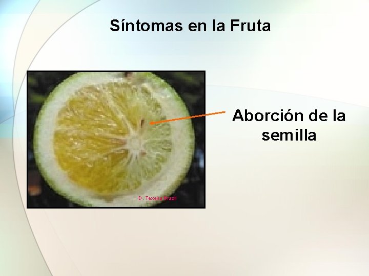 Síntomas en la Fruta Aborción de la semilla D. Texeira Brazil 