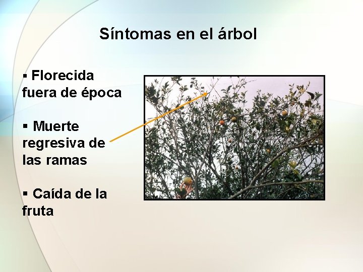 Síntomas en el árbol § Florecida fuera de época § Muerte regresiva de las