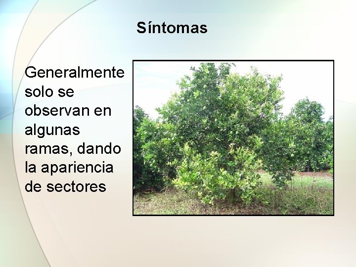 Síntomas Generalmente solo se observan en algunas ramas, dando la apariencia de sectores 