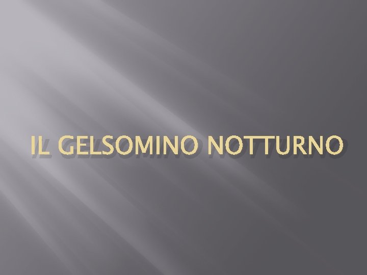 IL GELSOMINO NOTTURNO 