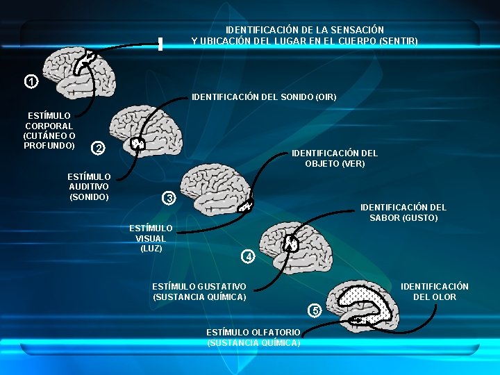 IDENTIFICACIÓN DE LA SENSACIÓN Y UBICACIÓN DEL LUGAR EN EL CUERPO (SENTIR) 1 IDENTIFICACIÓN