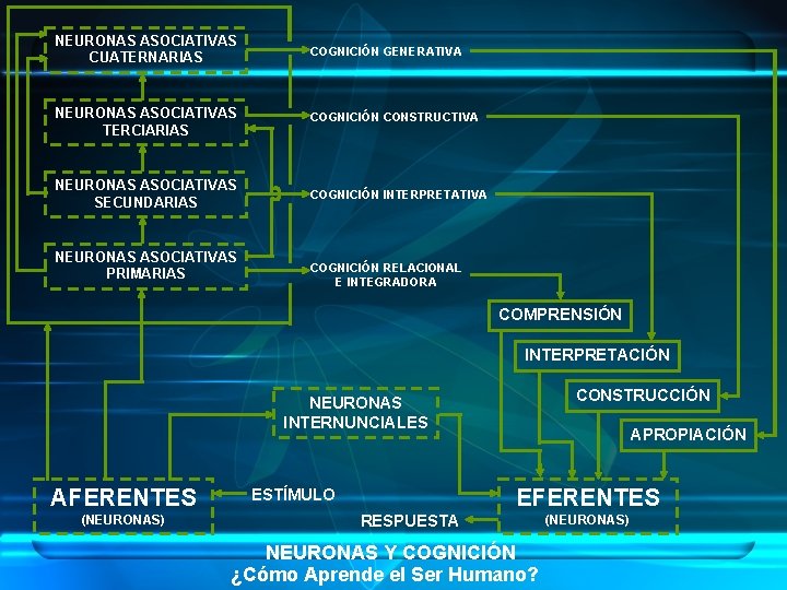 NEURONAS ASOCIATIVAS CUATERNARIAS COGNICIÓN GENERATIVA NEURONAS ASOCIATIVAS TERCIARIAS COGNICIÓN CONSTRUCTIVA NEURONAS ASOCIATIVAS SECUNDARIAS COGNICIÓN