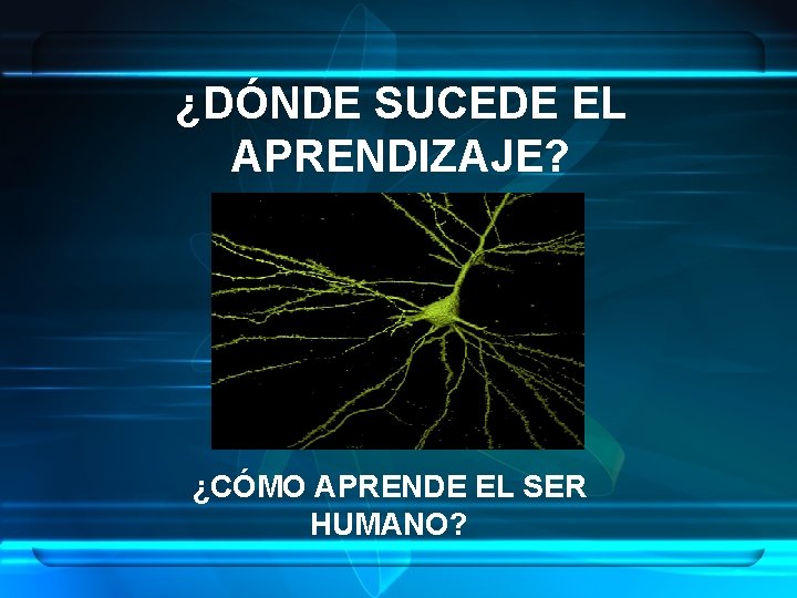 ¿DÓNDE SUCEDE EL APRENDIZAJE? ¿CÓMO APRENDE EL SER HUMANO? 