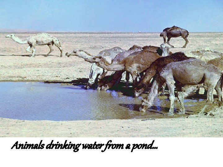 Animals drinking water from a pond… 