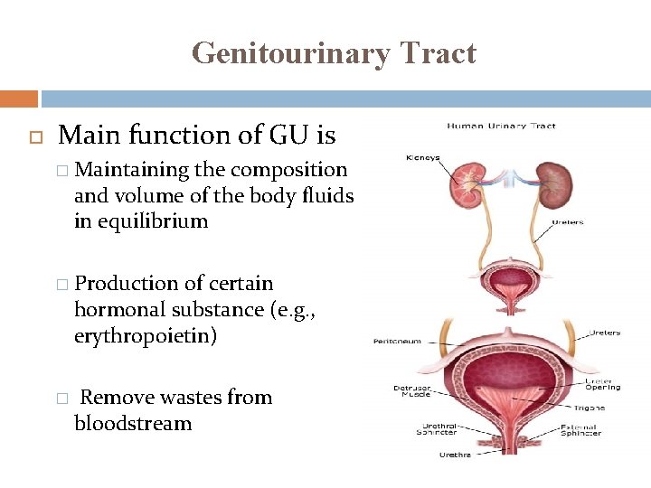 Genitourinary Tract Main function of GU is � Maintaining the composition and volume of