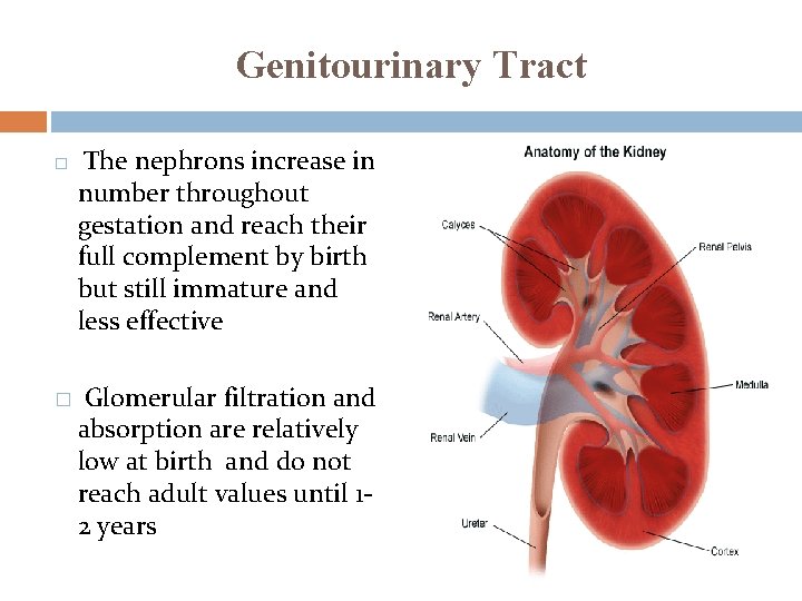 Genitourinary Tract � � The nephrons increase in number throughout gestation and reach their