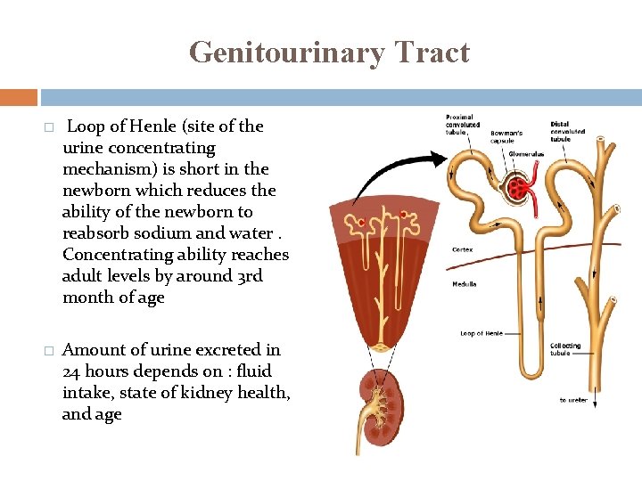 Genitourinary Tract � Loop of Henle (site of the urine concentrating mechanism) is short