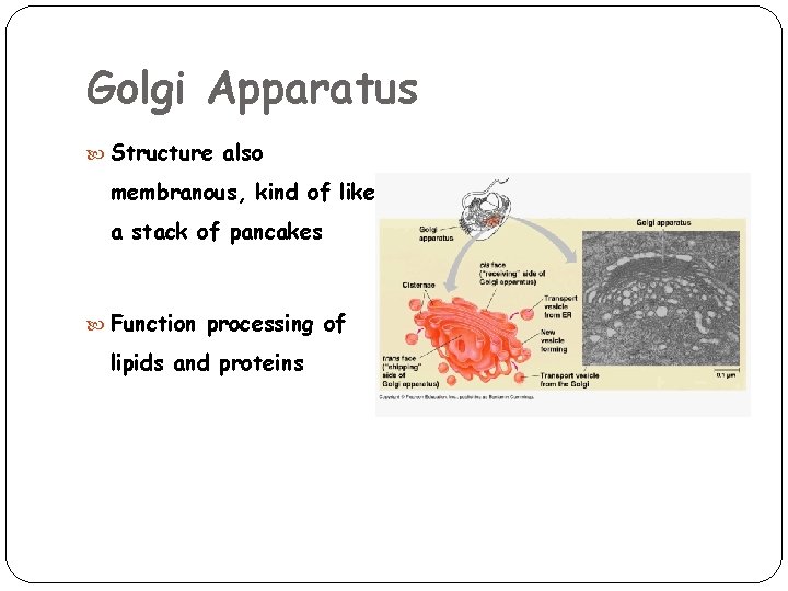 Golgi Apparatus Structure also membranous, kind of like a stack of pancakes Function processing