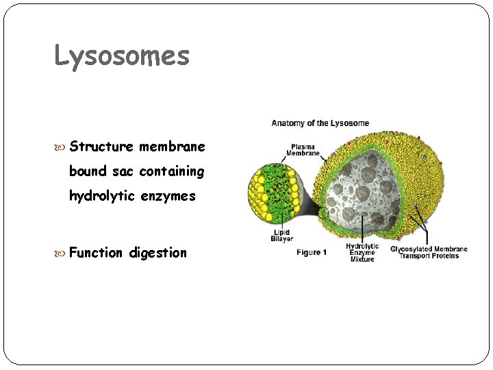 Lysosomes Structure membrane bound sac containing hydrolytic enzymes Function digestion 