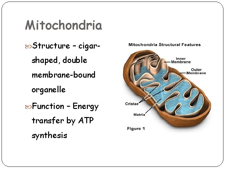 Mitochondria Structure – cigar- shaped, double membrane-bound organelle Function – Energy transfer by ATP