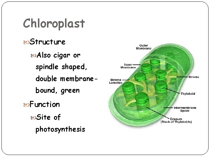 Chloroplast Structure Also cigar or spindle shaped, double membranebound, green Function Site of photosynthesis