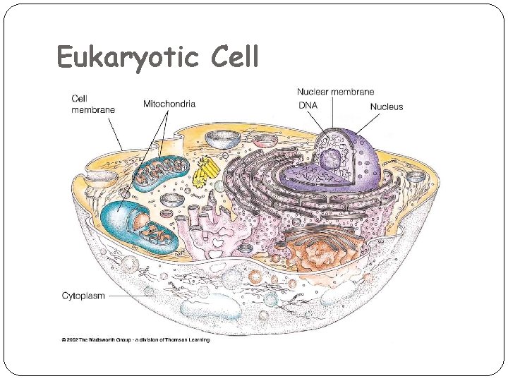 Eukaryotic Cell 
