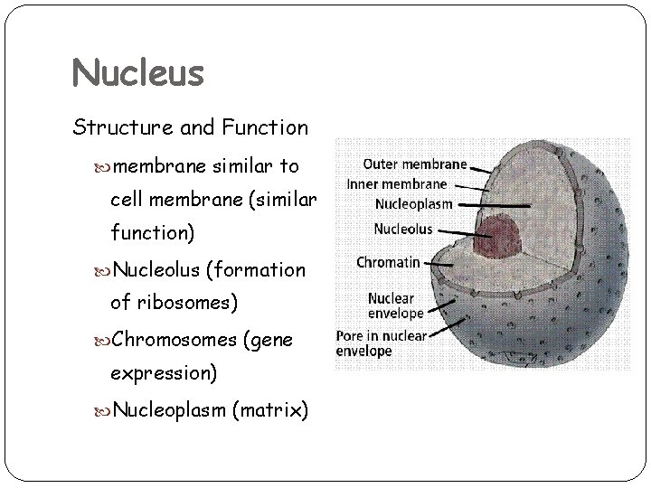 Nucleus Structure and Function membrane similar to cell membrane (similar function) Nucleolus (formation of