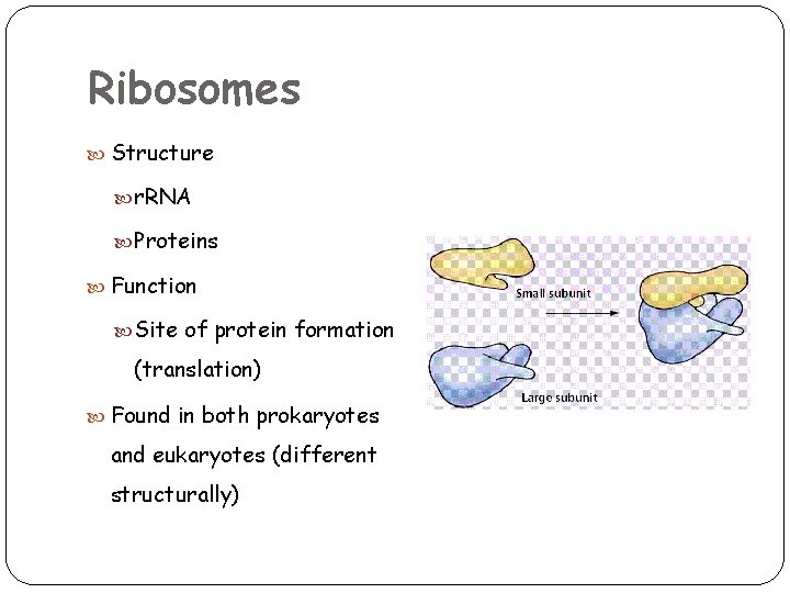 Ribosomes Structure r. RNA Proteins Function Site of protein formation (translation) Found in both