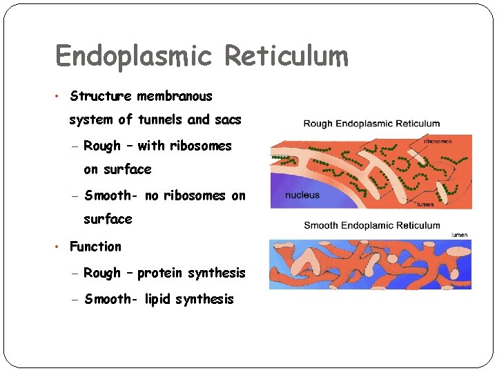 Endoplasmic Reticulum • Structure membranous system of tunnels and sacs – Rough – with