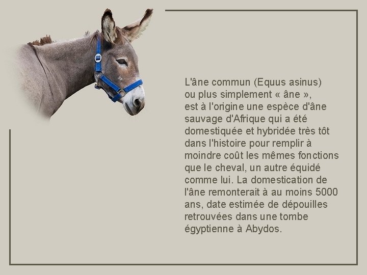 L'âne commun (Equus asinus) ou plus simplement « âne » , est à l'origine