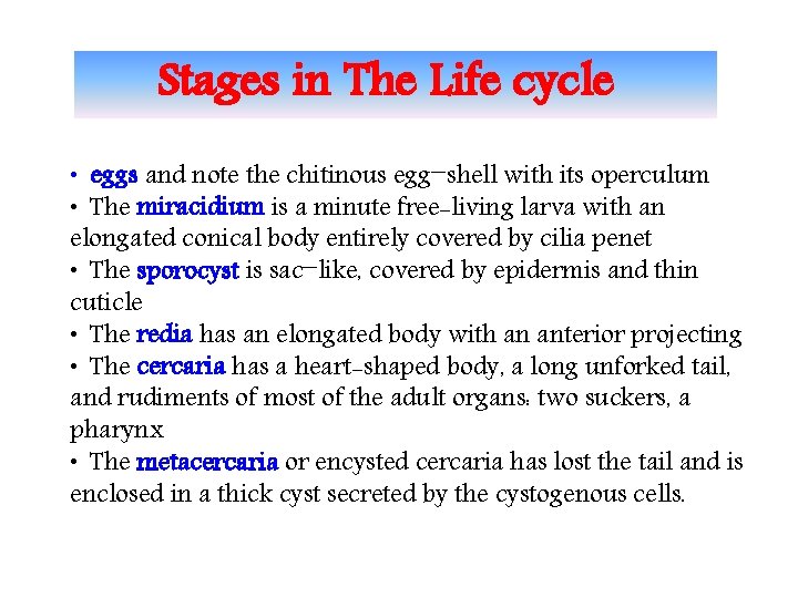 Stages in The Life cycle • eggs and note the chitinous egg shell with