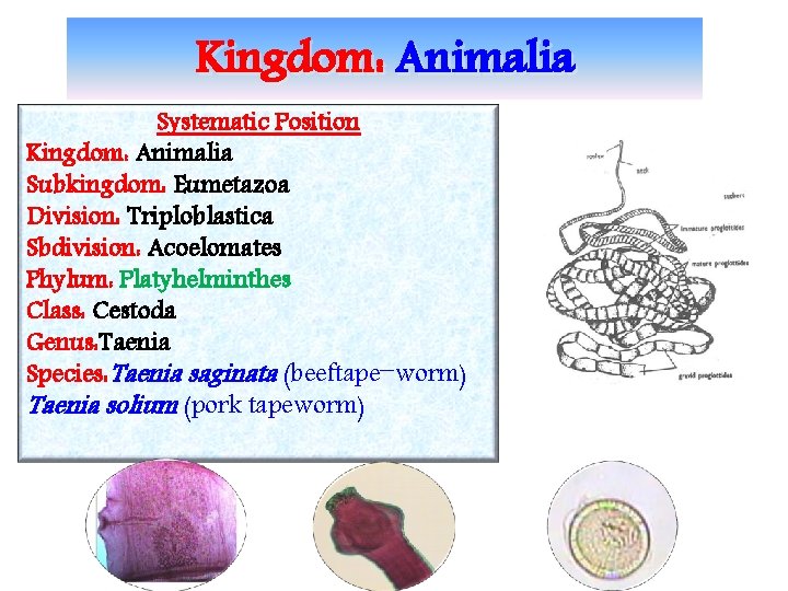 Kingdom: Animalia Systematic Position Kingdom: Animalia Subkingdom: Eumetazoa Division: Triploblastica Sbdivision: Acoelomates Phylum: Platyhelminthes