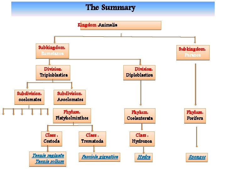 The Summary Kingdom : Animalia Subkingdom: Eumetazoa Subkingdom: Parazoa Division: Triploblastica Subdivision: coelomates Division: