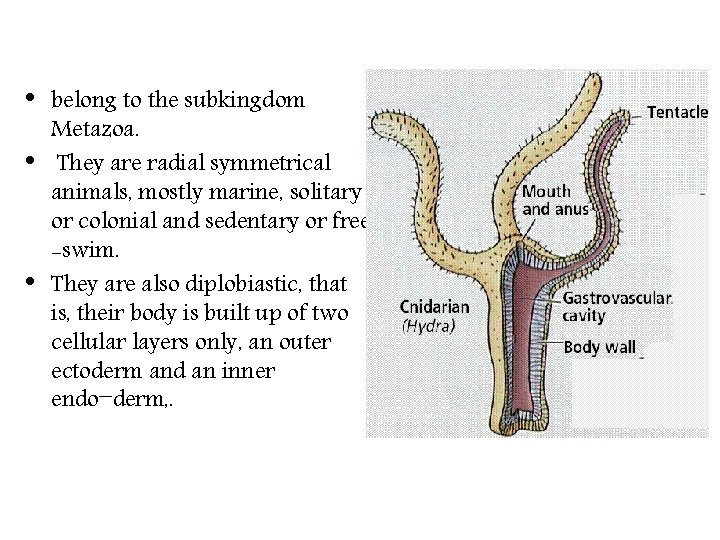  • • • belong to the subkingdom Metazoa. They are radial symmetrical animals,