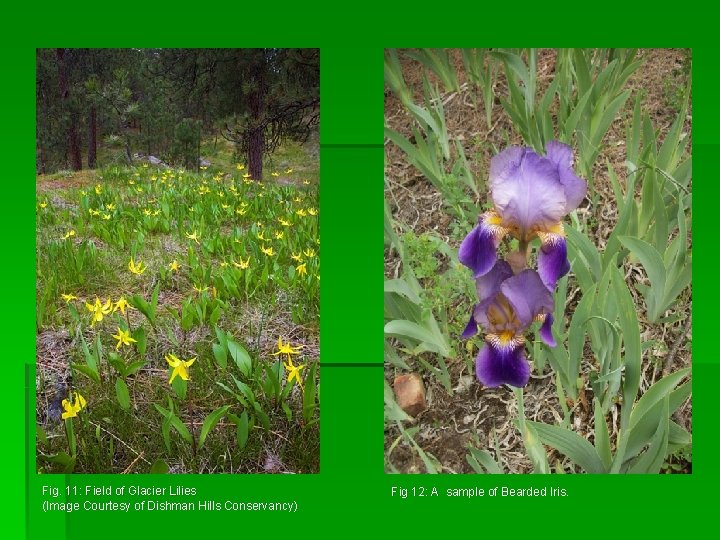 Fig. 11: Field of Glacier Lilies (Image Courtesy of Dishman Hills Conservancy) Fig 12: