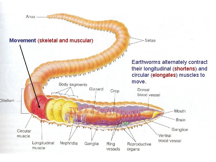 Movement (skeletal and muscular) Earthworms alternately contract their longitudinal (shortens) and circular (elongates) muscles