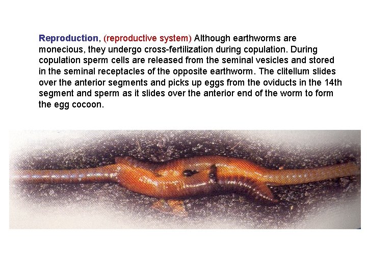 Reproduction, (reproductive system) Although earthworms are monecious, they undergo cross-fertilization during copulation. During copulation