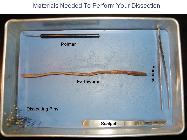 Materials Needed To Perform Your Dissection Pointer Forceps Earthworm Dissecting Pins Scalpel 