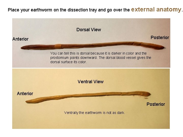 Place your earthworm on the dissection tray and go over the external anatomy. Dorsal